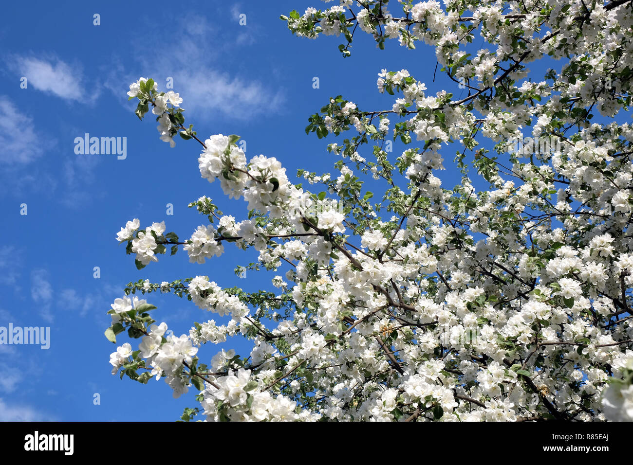 Blossom tief apple tree branches mit vielen weißen Blumen im Frühling an einem sonnigen Tag horizontale Ansicht schließen Stockfoto