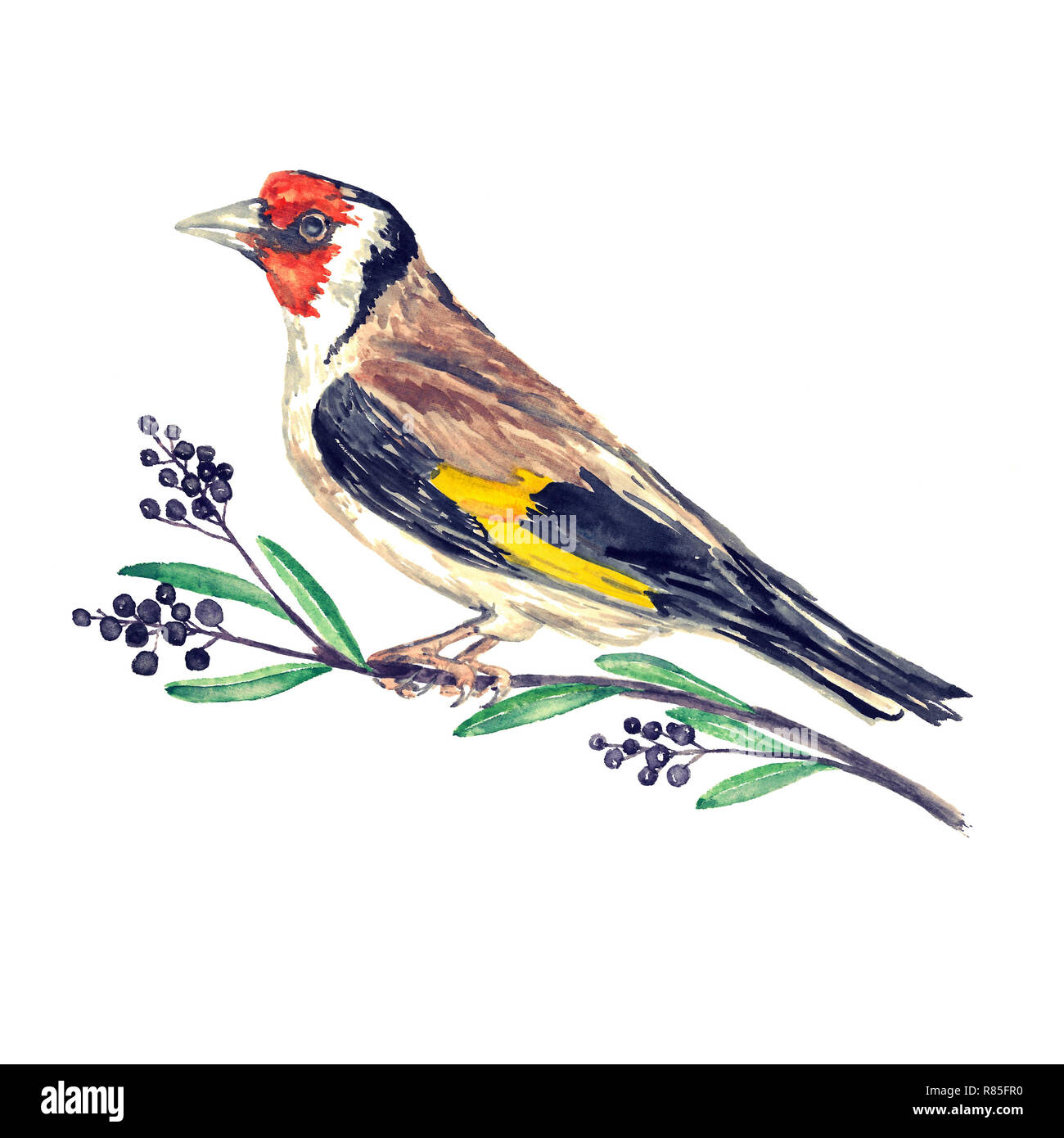 Europäische stieglitz oder Stieglitz (Carduelis carduelis) sitzen auf Zweig mit schwarzen Beeren, isolierte Aquarell Abbildung Stockfoto