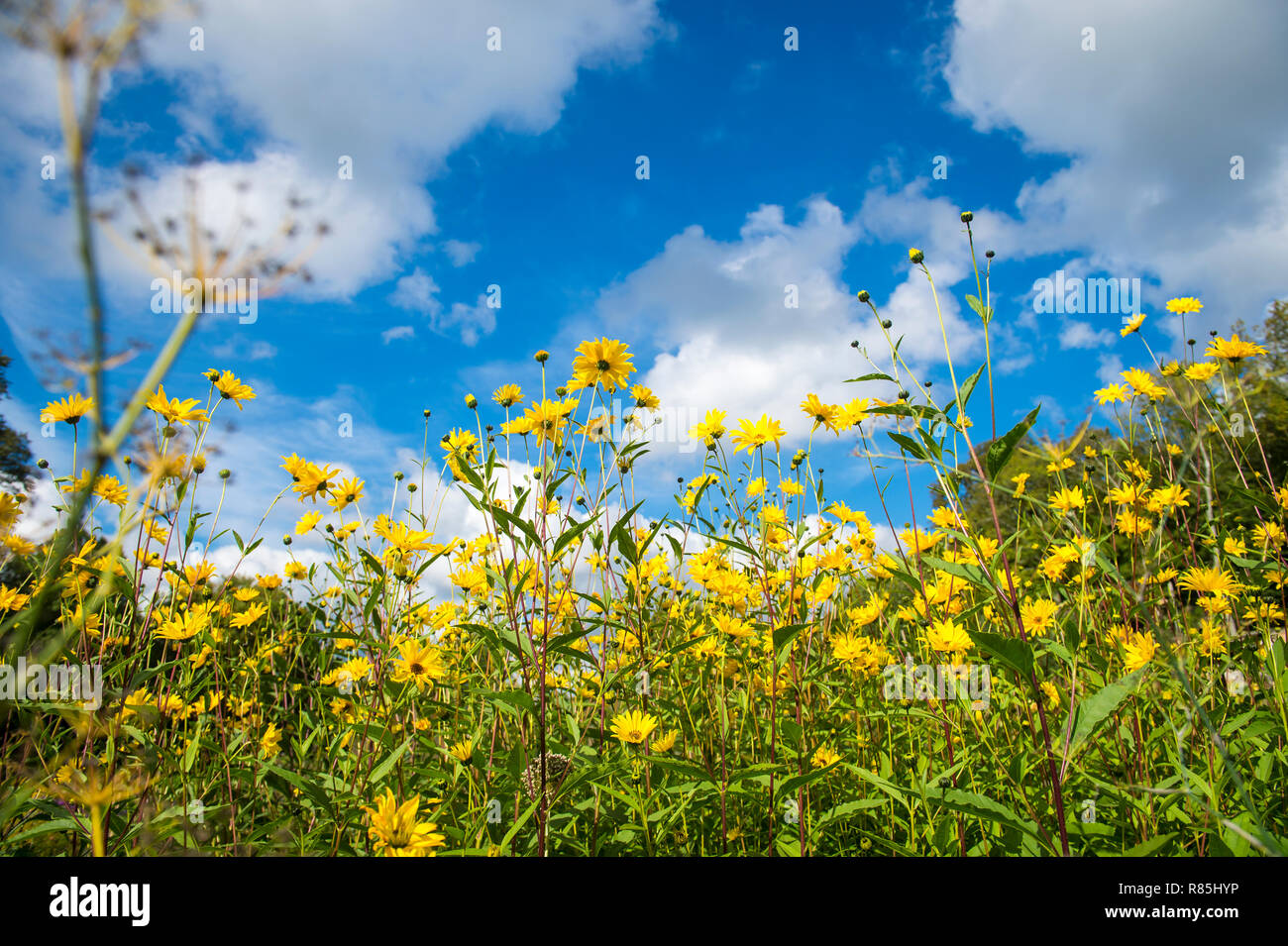Schönen sonnigen Spätsommer am Nachmittag Blick auf einen romantischen Englischen Garten bewachsen mit gelben Sonnenblumen unter strahlend blauem Himmel Stockfoto