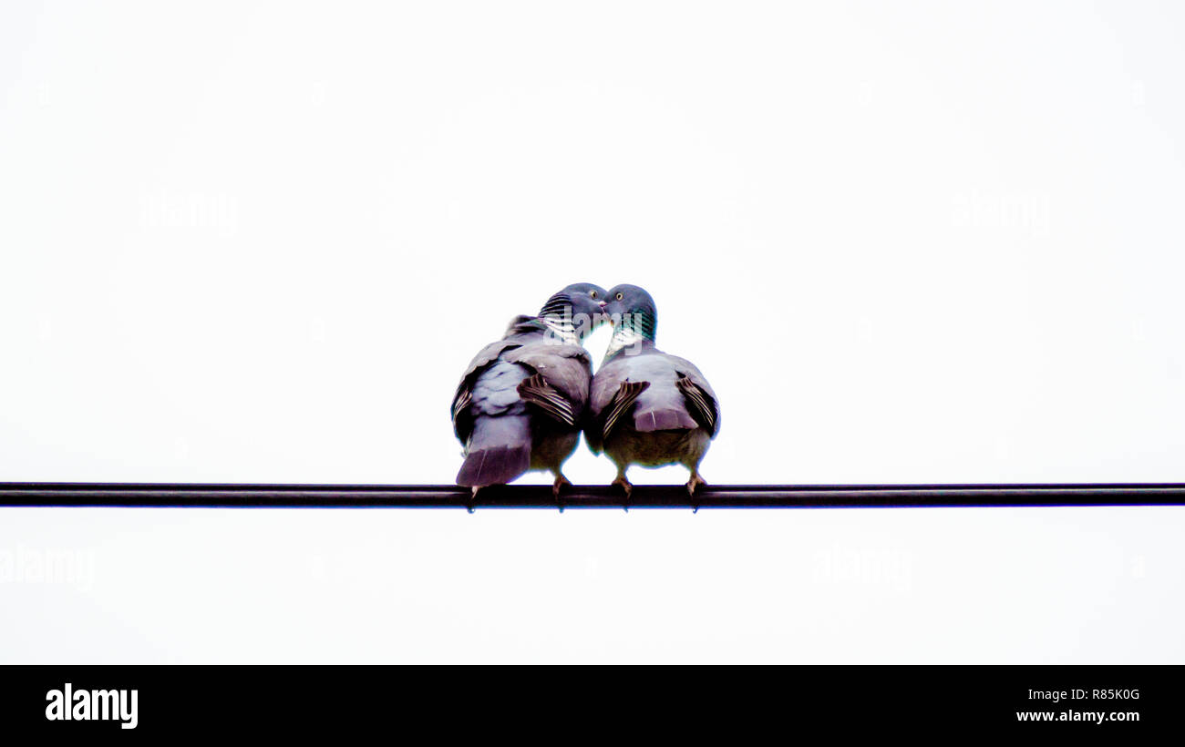 Tauben, Tauben, liebe Vögel in abstrakten Bild zusammen Balancieren auf Draht mit Köpfe zusammen, liebe herz Form zwischen den Staats- und Regierungschefs Stockfoto