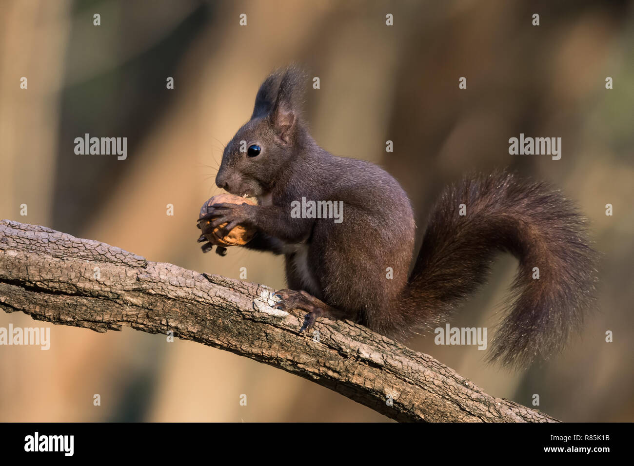 Eichhörnchen ein Essen wot (Sciurus vulgaris) Stockfoto
