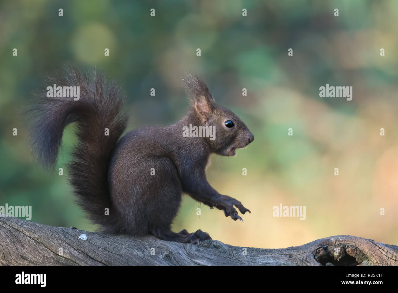 Eichhörnchen ein Essen wot (Sciurus vulgaris) Stockfoto