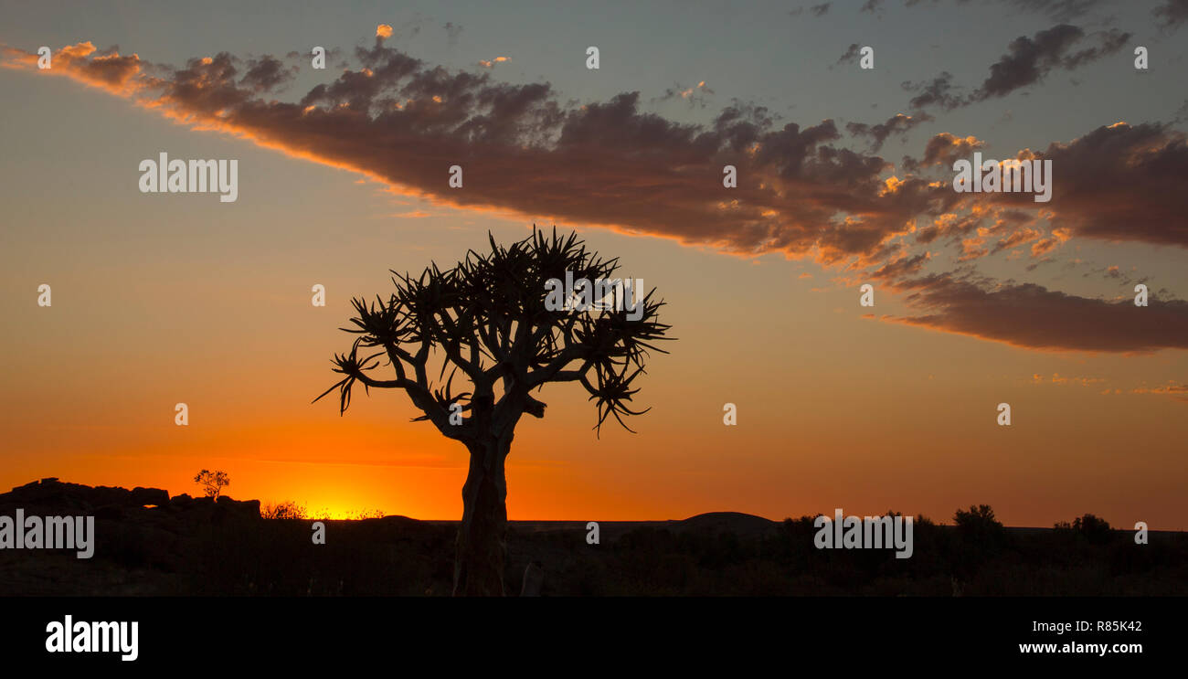 Der Köcherbaum Silhouette bei Sonnenuntergang in Panorama mit farbigen Himmel, Südafrika Stockfoto