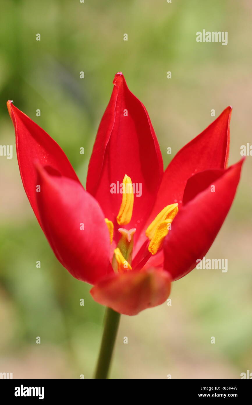 Ulipa sprengeri. Sprenger Tulip, eine ornamentale, seltene Tulpe Blüte in einem Englischen Garten, Frühling, Großbritannien. Hauptversammlung Stockfoto