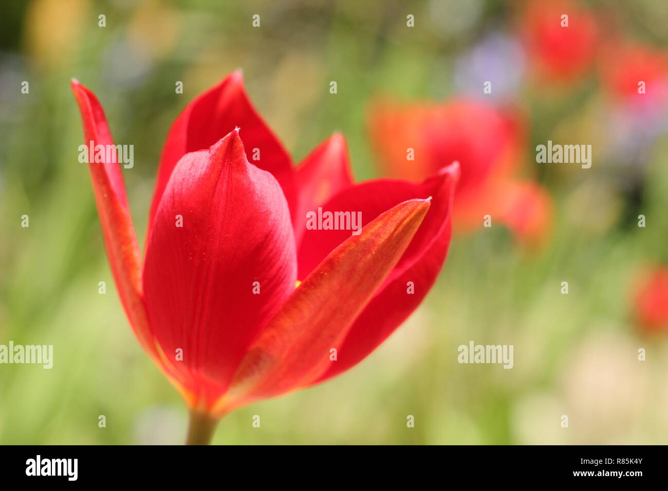 Ulipa sprengeri. Sprenger Tulip, eine ornamentale, seltene Tulpe Blüte in einem Englischen Garten, Frühling, Großbritannien. Hauptversammlung Stockfoto