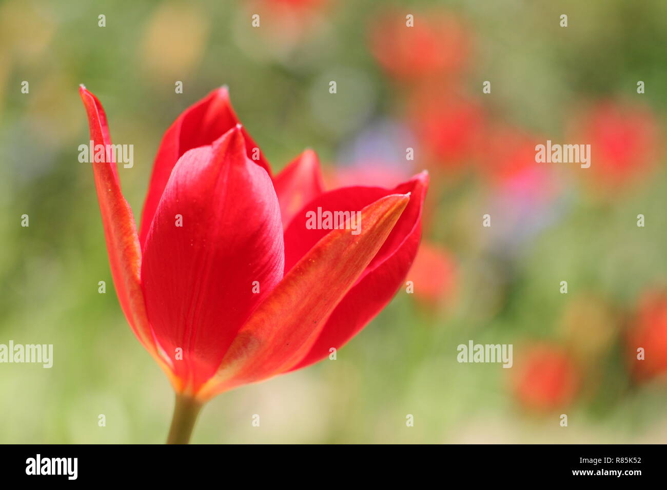 Ulipa sprengeri. Sprenger Tulip, eine ornamentale, seltene Tulpe Blüte in einem Englischen Garten, Frühling, Großbritannien. Hauptversammlung Stockfoto