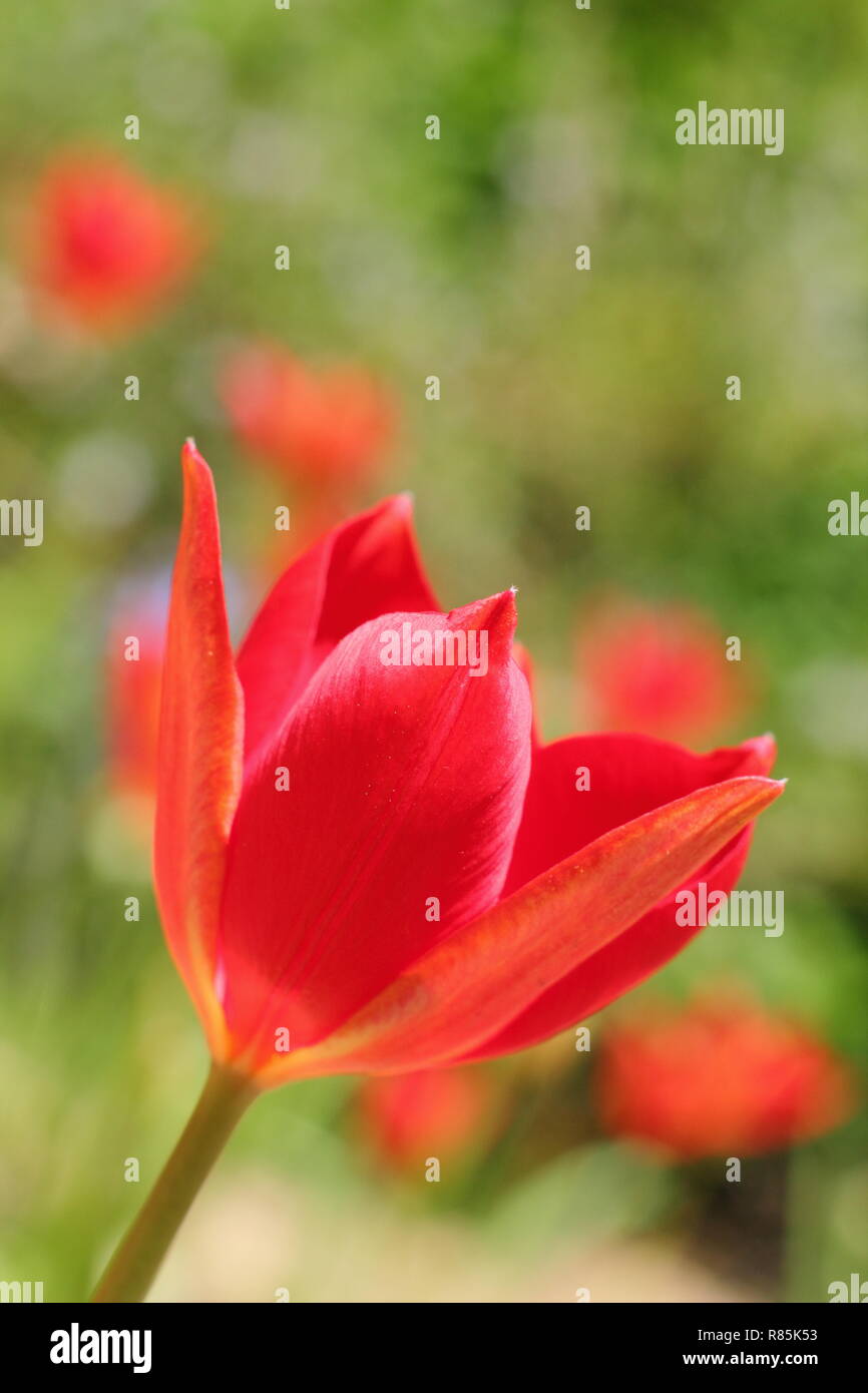 Ulipa sprengeri. Sprenger Tulip, eine ornamentale, seltene Tulpe Blüte in einem Englischen Garten, Frühling, Großbritannien. Hauptversammlung Stockfoto