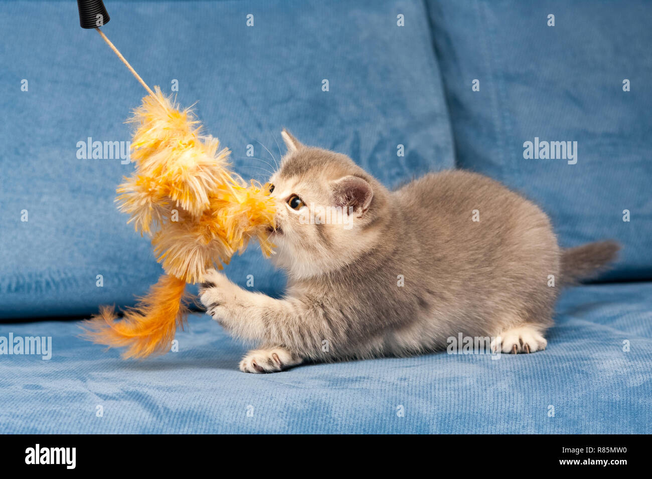 Grau britische Kätzchen spielt mit den pelzigen orange Spielzeug auf dem Blauen Sofa, die Katze beißt das Spielzeug. Stockfoto