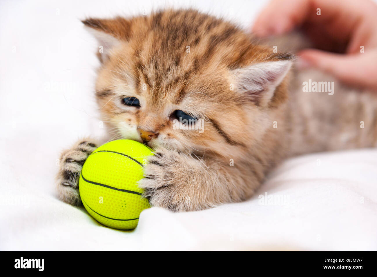 Kleine rote Britische Kätzchen spielen mit einem gelben Ball. Eine kleine britische Katze fing einen gelben Ball mit seinen Pfoten und schnüffelt. Stockfoto