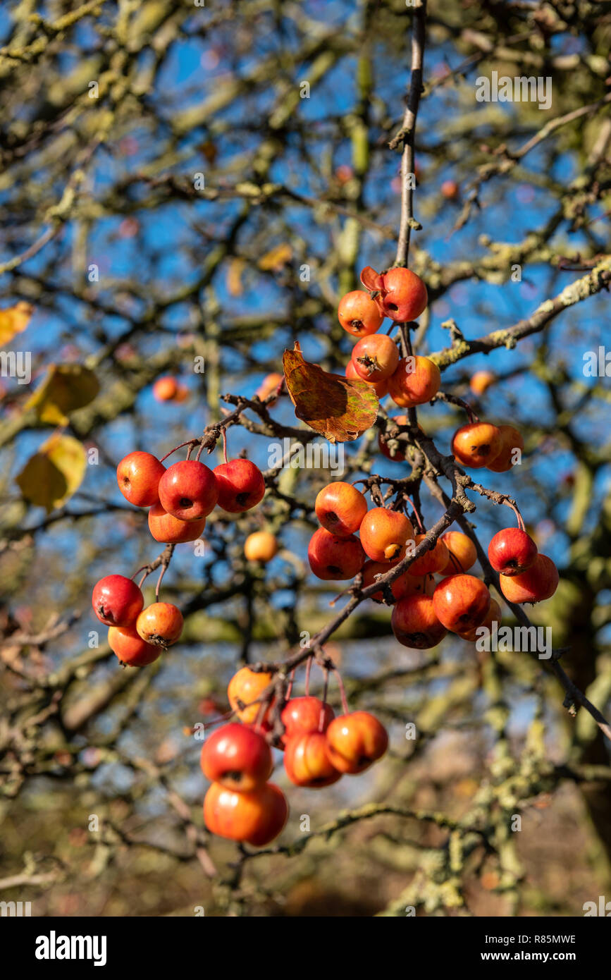 Malus Evereste Holzäpfel. Crab Apple Früchte im Winter die Sonne. Stockfoto