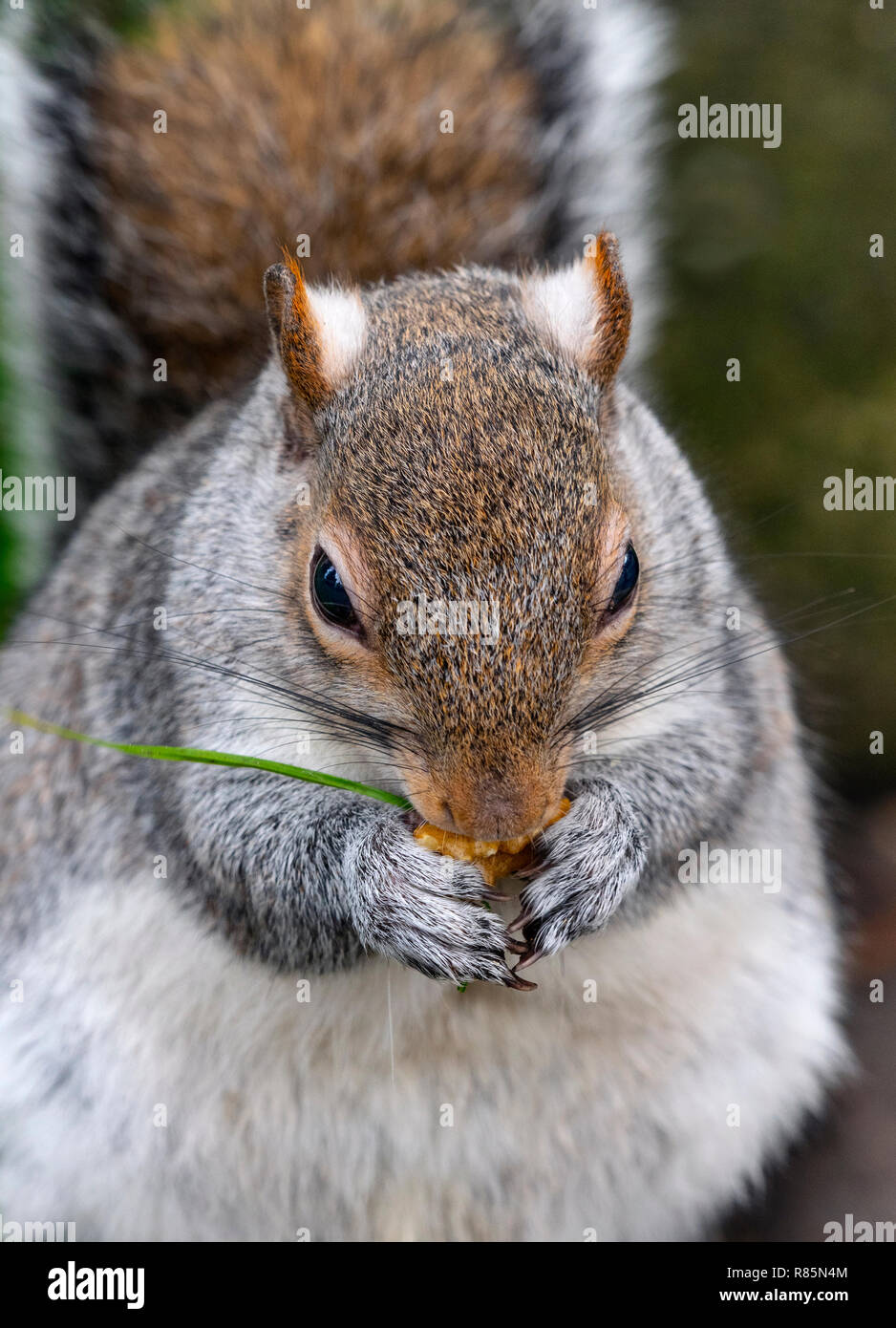 Graue Eichhörnchen Sciurus carolinensis essen Muttern im City Park Stockfoto