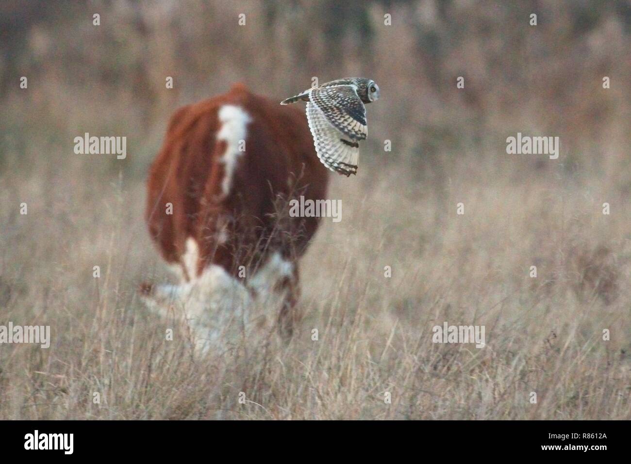 Nach einem kalten Tag in East Sussex, Großbritannien, scannt eine Eule mit kurzem Ohr heute Abend nach Nahrung über dem Pevensey-Niveau. Stockfoto