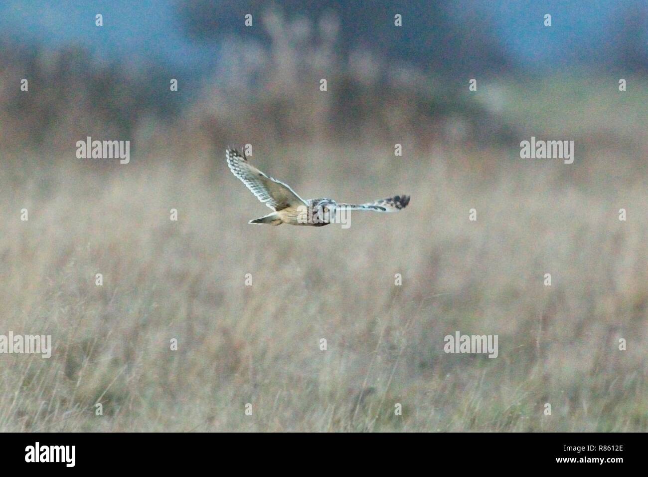 Nach einem kalten Tag in East Sussex, Großbritannien, scannt eine Eule mit kurzem Ohr heute Abend nach Nahrung über dem Pevensey-Niveau. Stockfoto