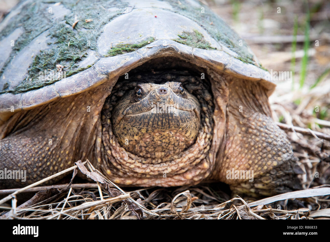 Gemeinsame snapping Turtle langsam zu Fuß zum Fluss Stockfoto