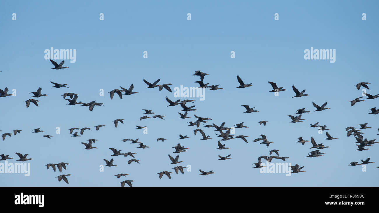 Viele Kormoran Vögel fliegen über dem Meer Stockfoto