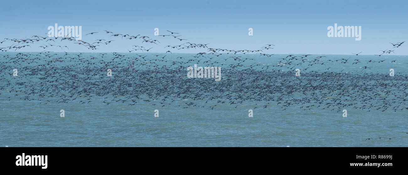 Viele Kormoran Vögel fliegen über dem Meer Stockfoto