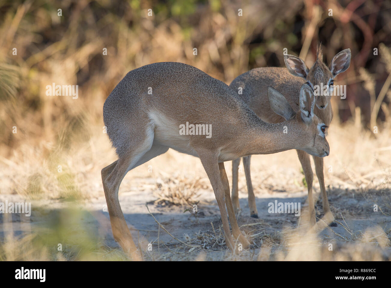 Dik Dik Antilope Stockfoto