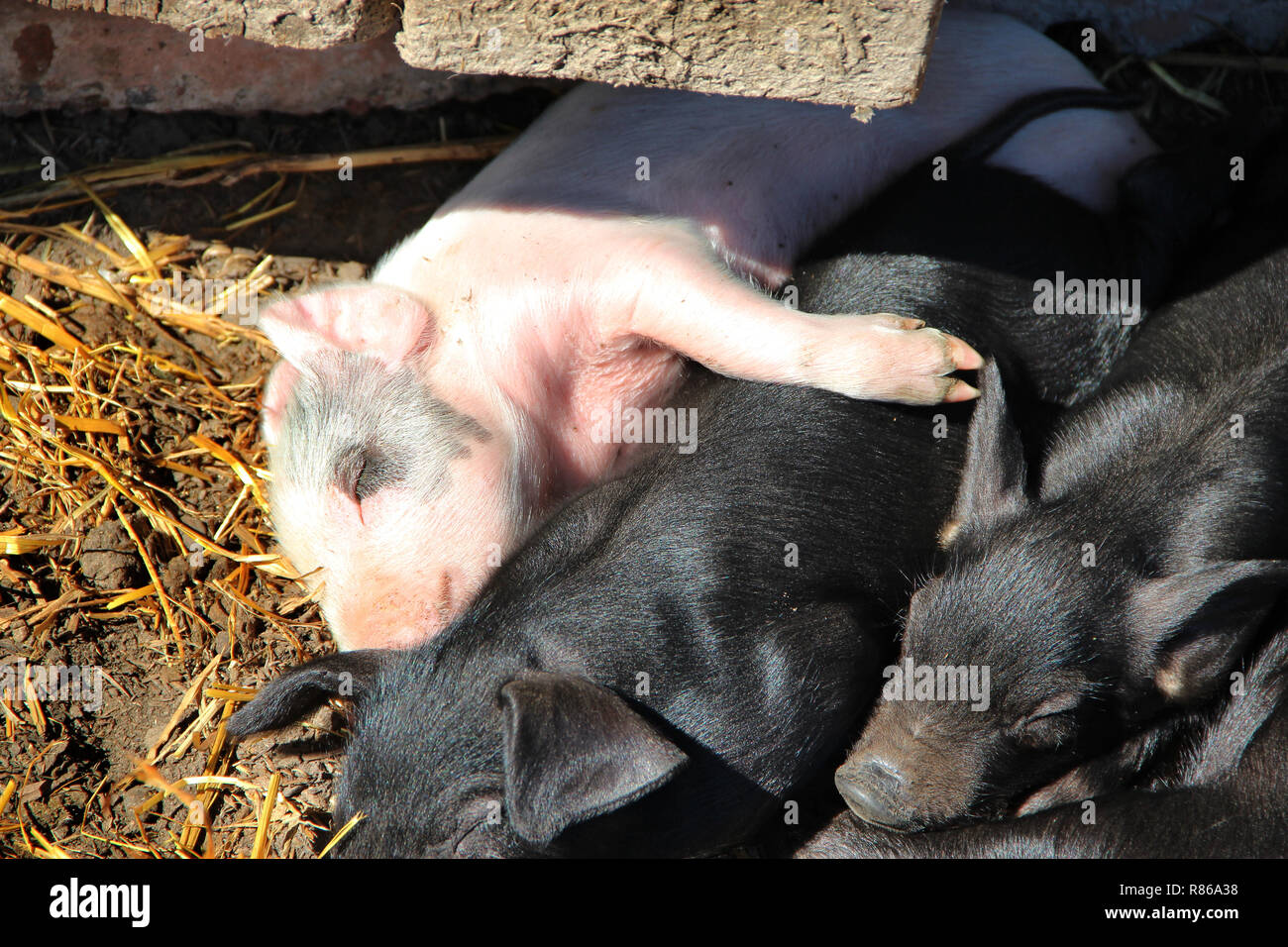 Schweine spielen und schlafen auf Hof der Farm. Rosa Ferkel aalen sich in der Sonne und Schlafen. Lustige Schweine. Junge Baby Ferkel Spielen im Hof Stockfoto