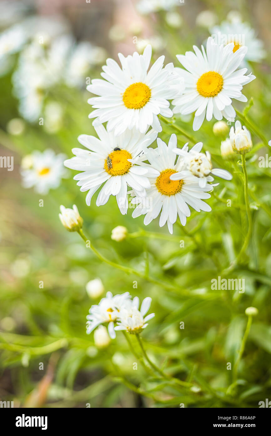 Großer Garten Gänseblümchen im Sommer Garten Stockfoto