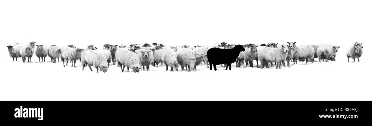Ein schwarzes Schaf stehend in der Mitte der eine herde weißer schafe Stockfoto
