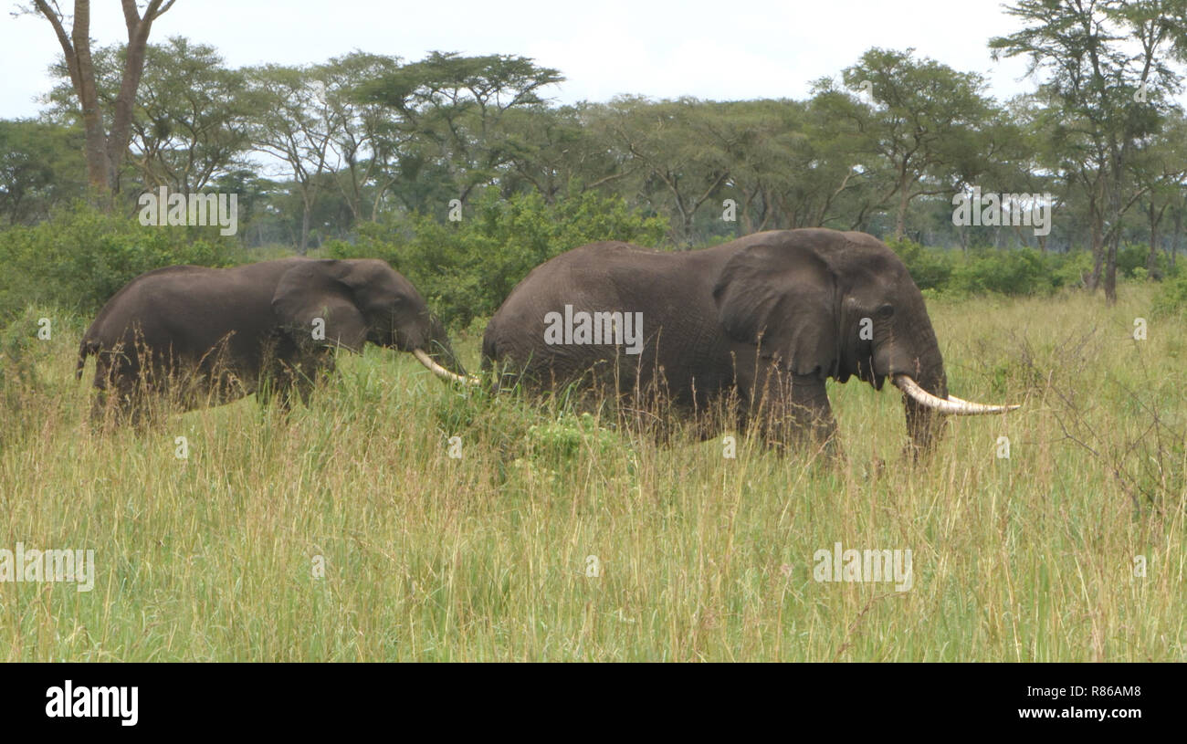 Zwei Elefanten (Loxodonta Africana) mit langen Stoßzähnen wandern durch langes Gras. Queen Elizabeth National Park, Uganda. Stockfoto