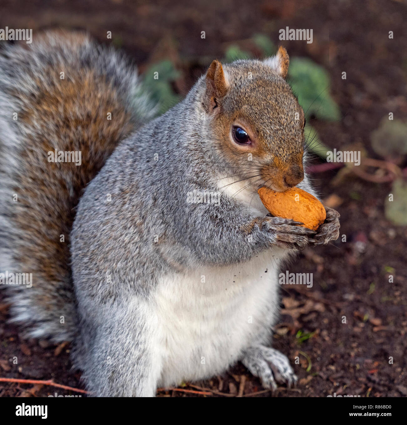 Graue Eichhörnchen Sciurus carolinensis essen Muttern im City Park Stockfoto