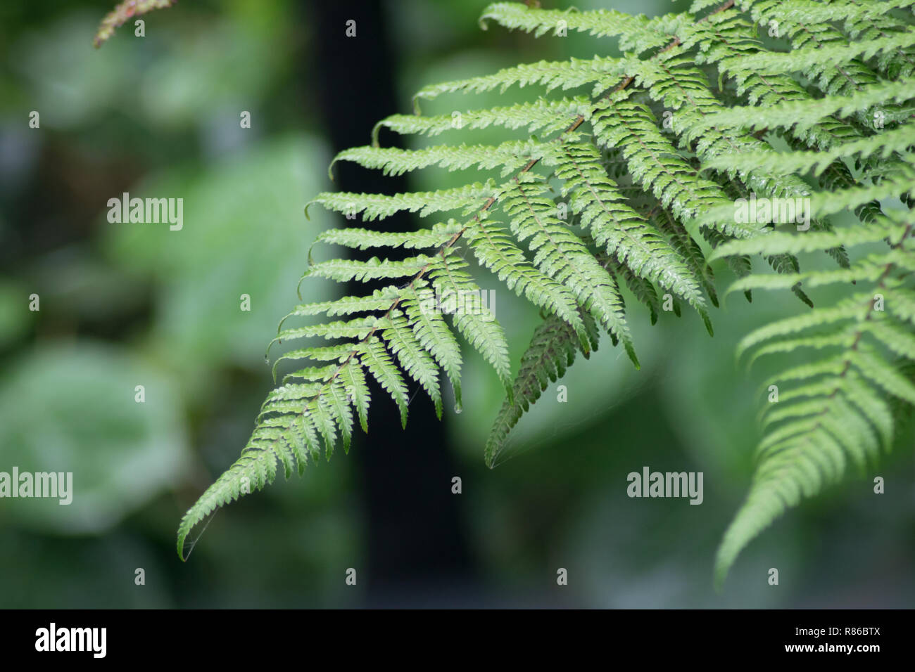 Closeup Schuß eines fern Stockfoto