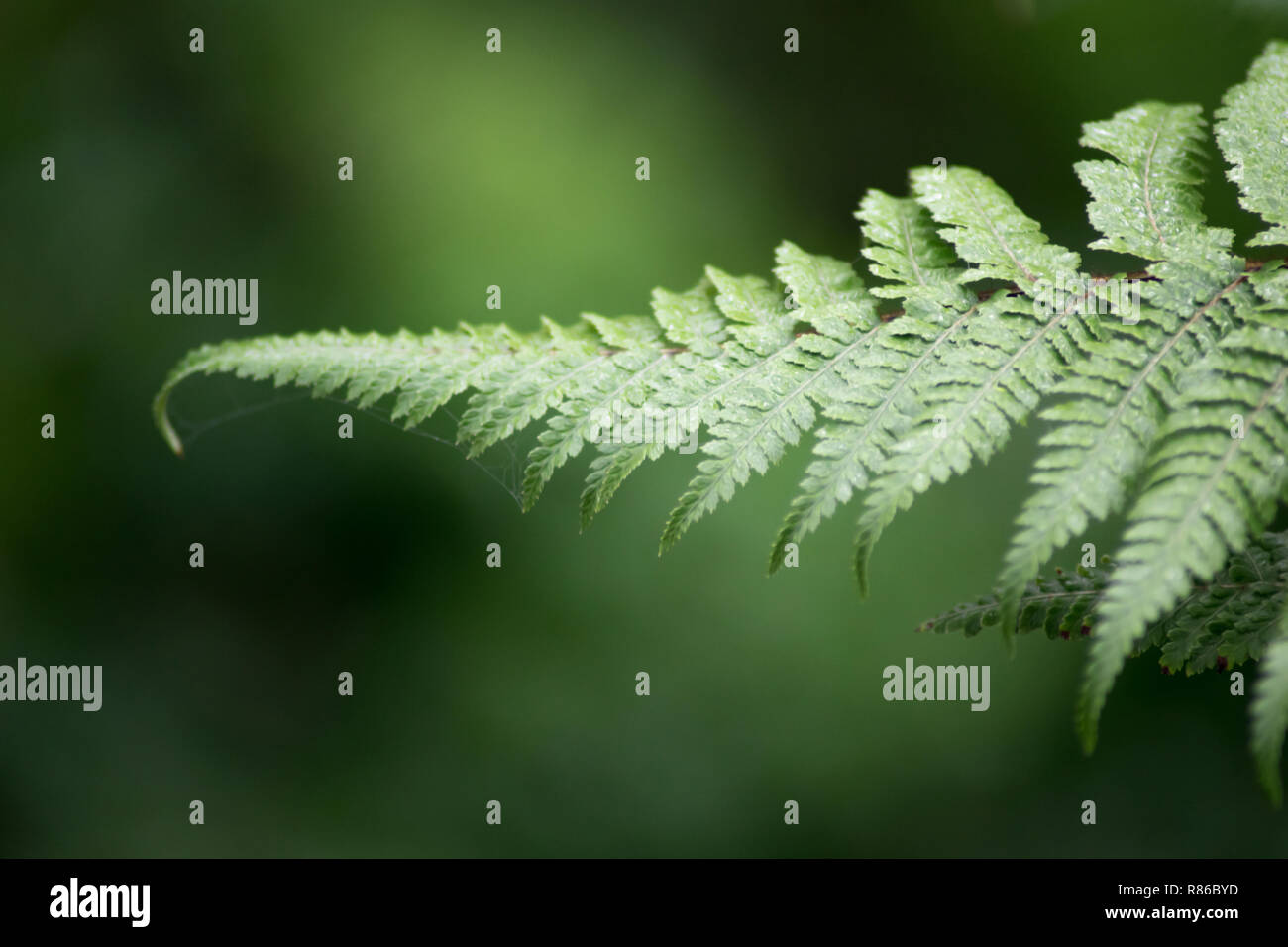 Closeup Schuß eines fern Stockfoto