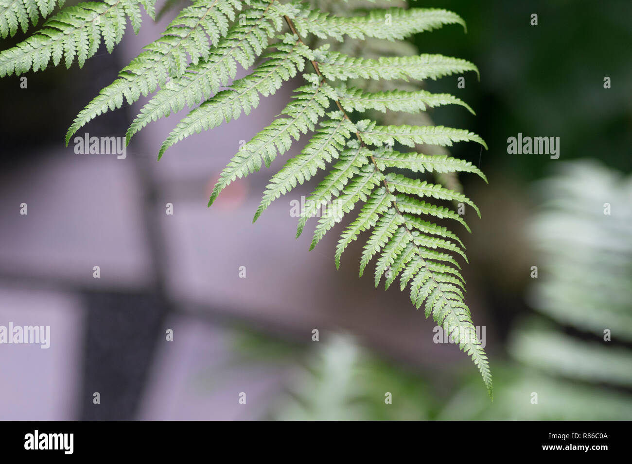 Closeup Schuß eines fern Stockfoto