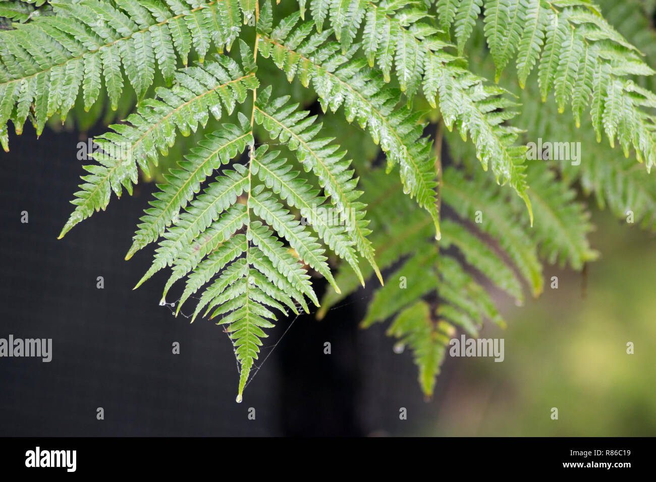 Closeup Schuß eines fern Stockfoto