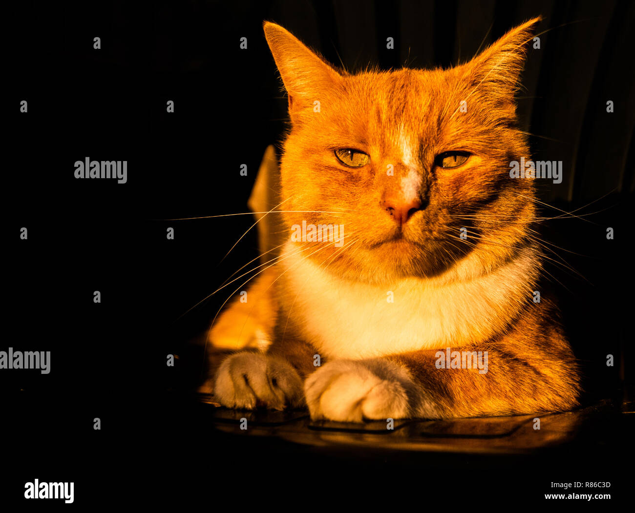 Ginger Tabby Cat Close up Abstract Stockfoto