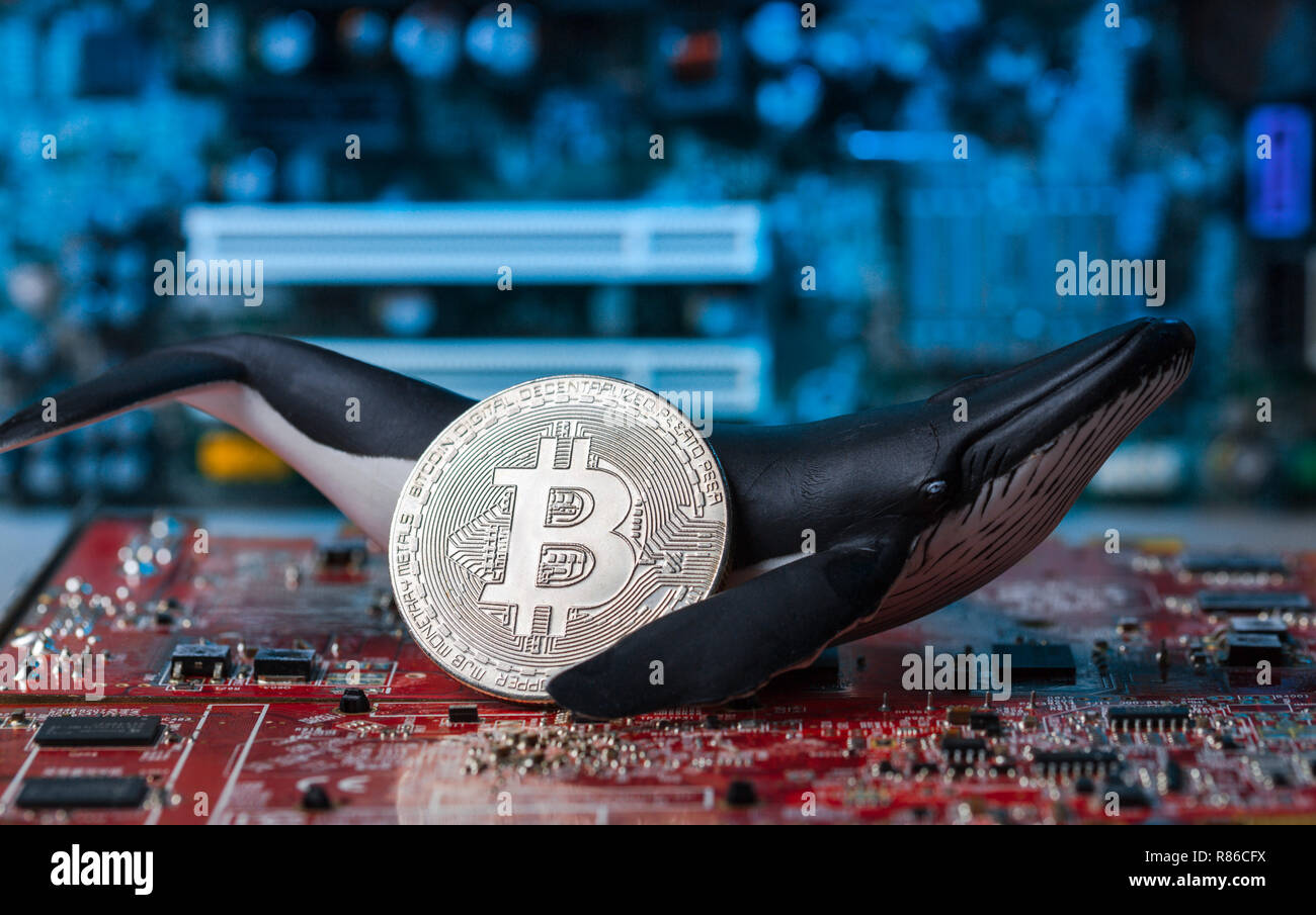 Wal Abbildung holding Silber Bitcoin auf roten Intergrated Circuit - wie Crypto wal Inhaber Konzept Stockfoto
