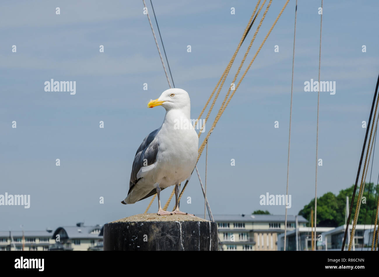 Zahlreiche Attraktionen machen Flensburg ein beliebter Ort für Touristen. Flensburg ist die wirtschaftliche, kulturelle und touristische Zentrum der Region. Stockfoto