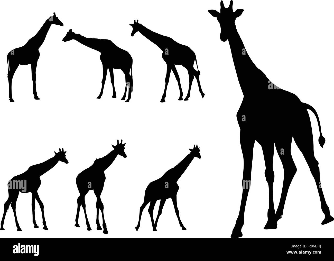 Giraffen Silhouetten Sammlung - Vektor Stock Vektor