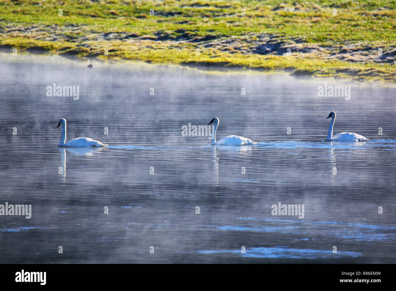 Trumpeter Schwäne schwimmen im Fluss an einem nebligen Morgen, Yellowstone National Park, Wyoming, USA Stockfoto