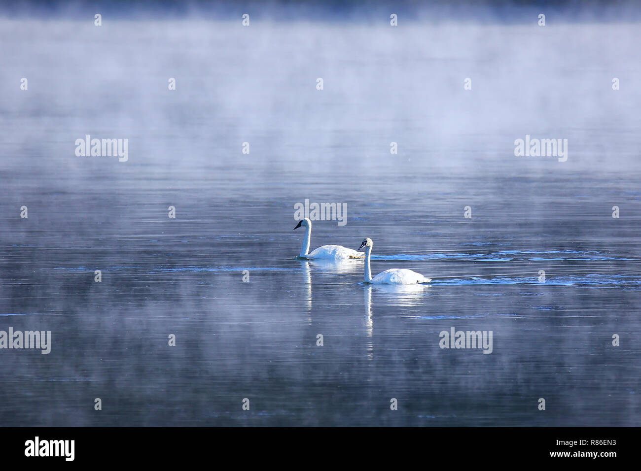 Trumpeter Schwäne schwimmen im Fluss an einem nebligen Morgen, Yellowstone National Park, Wyoming, USA Stockfoto