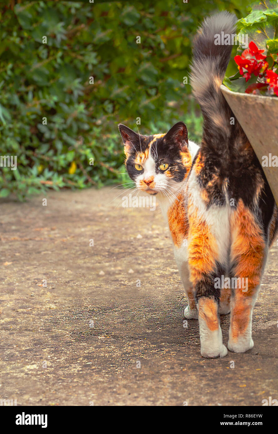 Ein Ingwer, Schwarz und Weiß tabby Katze dreht in die Kamera zu schauen. Ihr Schwanz ist wie Sie selbst reibt gegen eine in der Nähe Blumentopf und behebt Ihr Blick zu Stockfoto
