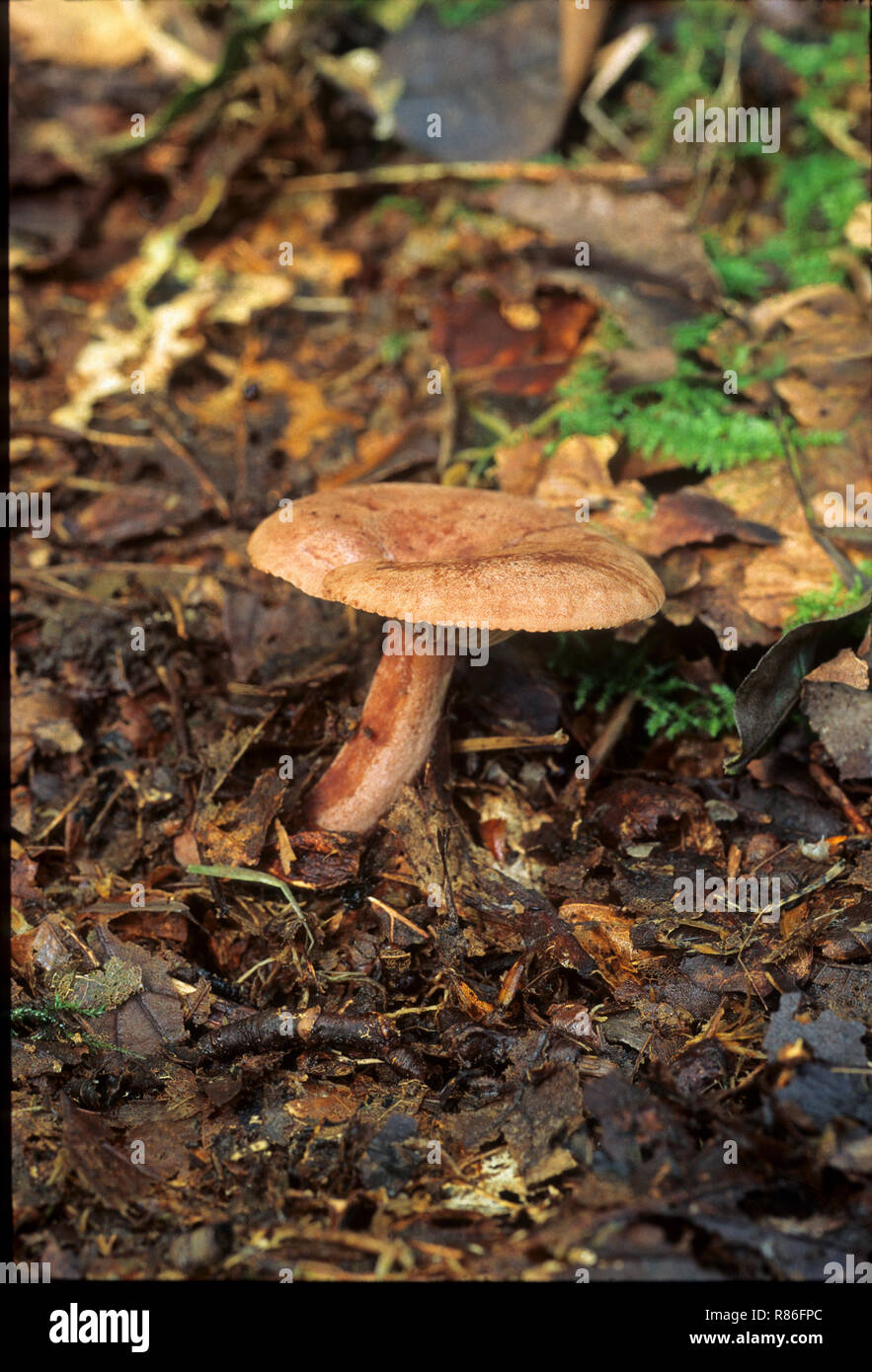 Pilze Lactarius quietus Eiche Milch Gap im natürlichen Lebensraum Wald. In der Regel wachsen unter Eichen. Ist essbar, aber es schmeckt sehr bitter. Stockfoto