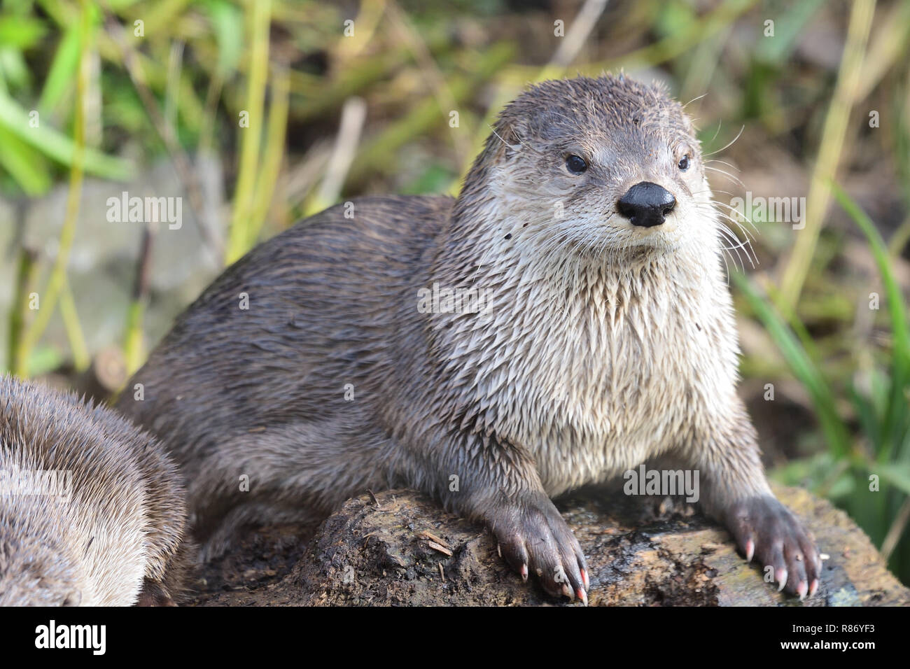 Porträt eines asiatischen kleinen Krallen Otter (aonyx cinerea) sitzt auf einem Log Stockfoto