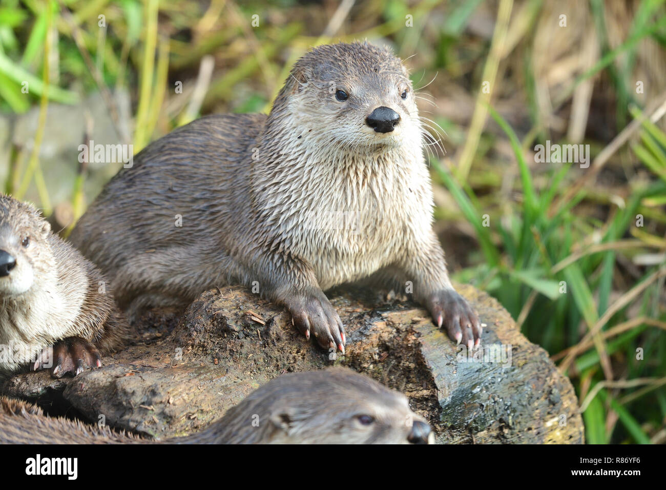 Porträt eines asiatischen kleinen Krallen Otter (aonyx cinerea) sitzt auf einem Log Stockfoto