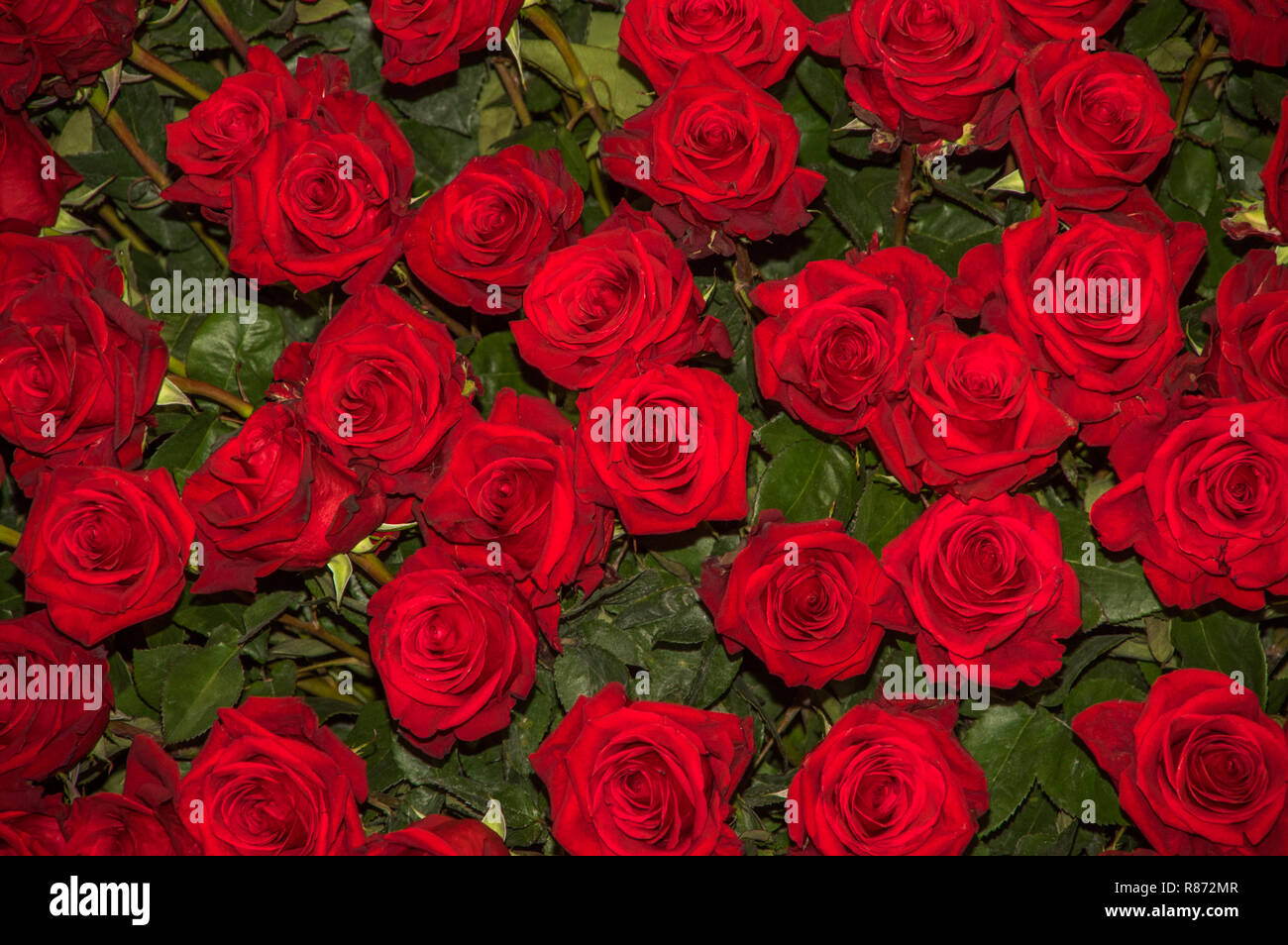 In der Nähe von wunderschönen Dutzende von blühende rote Rosen Stockfoto