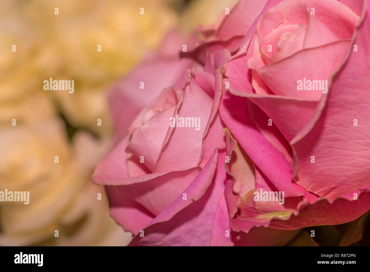 Nahaufnahme des selektiven Fokus des Details der Blütenblätter der schönen rosa Rose Stockfoto