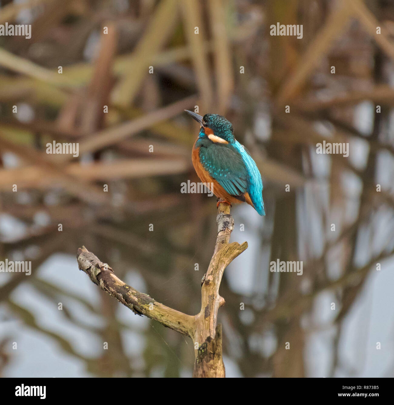 Eisvogel, Alcedo atthis, Stockfoto