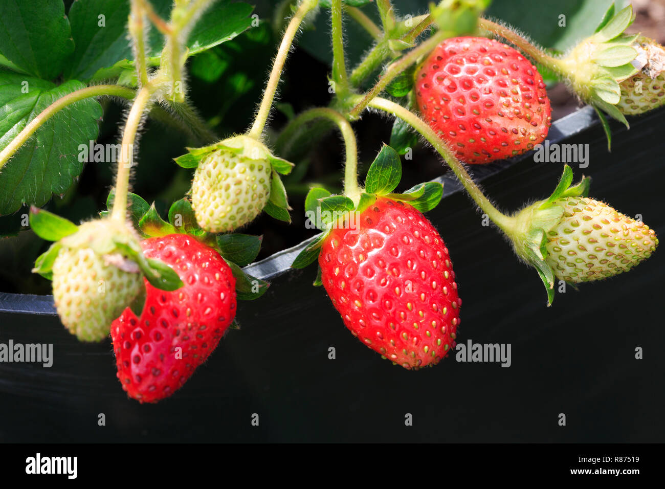 Immer grün und voll ausgewachsenen Rote Erdbeere Früchte auf einer Frucht Truss Stockfoto
