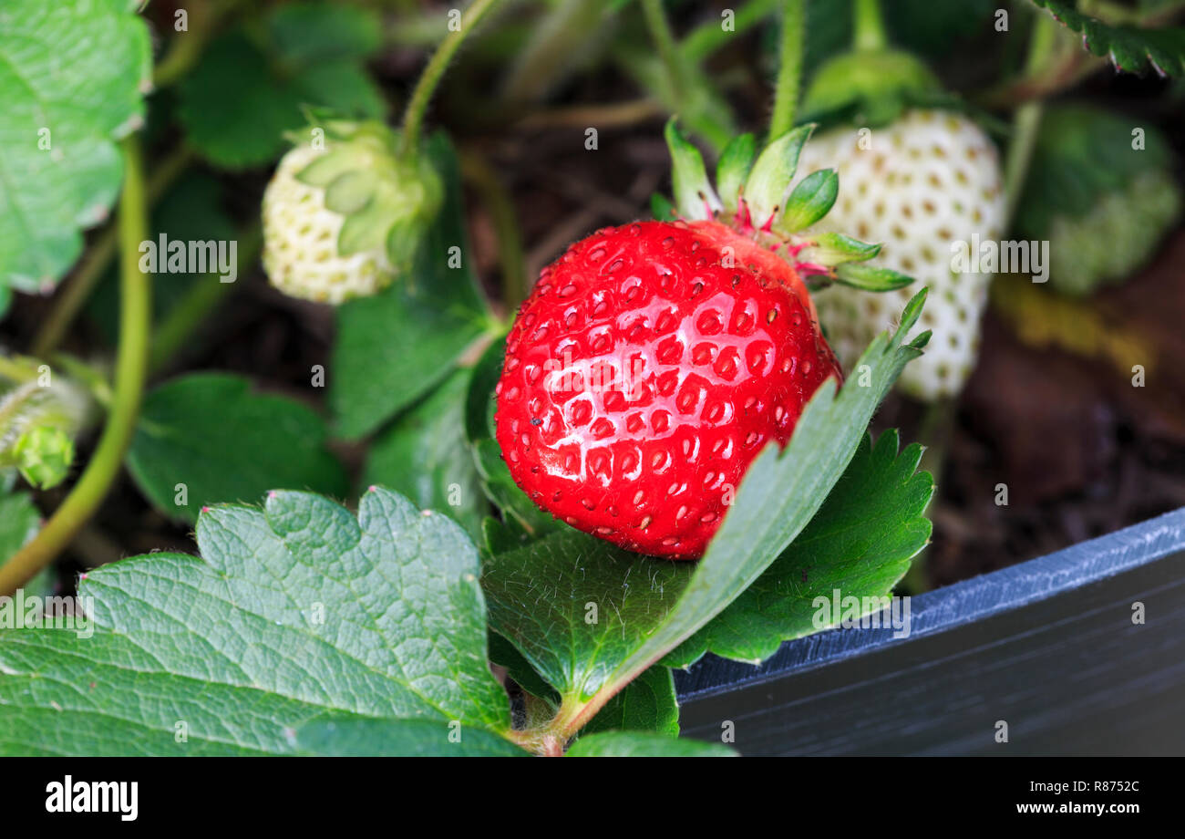 Voll ausgewachsen und reife Erdbeere Erdbeere Obst auf grüne Pflanze (Gattung Fragaria) Stockfoto