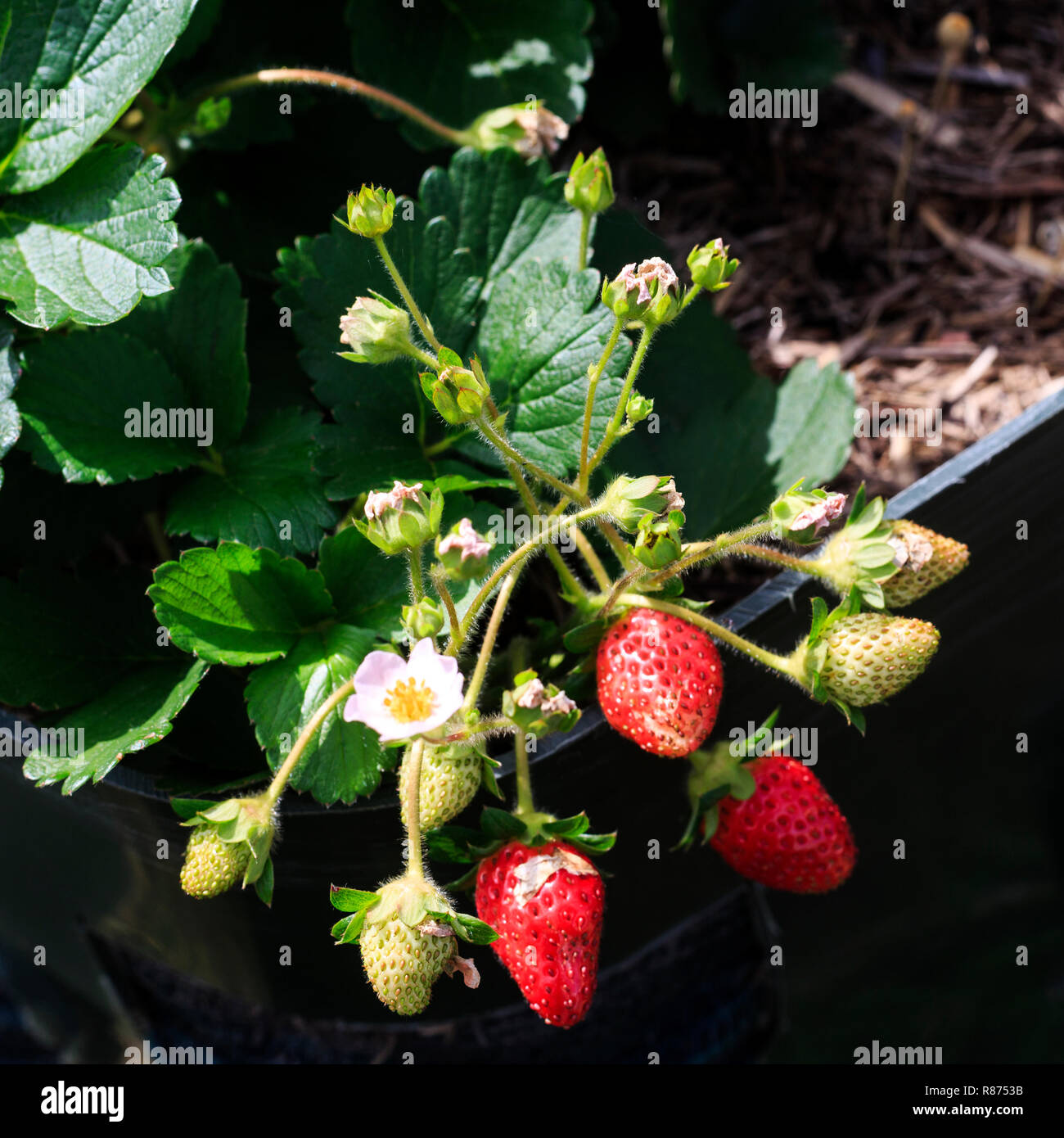 Teile einer Erdbeere Pflanze (Gattung Fragaria) mit mehreren Blumen und verschiedenen Stufen der Frucht, von der immer noch wachsenden Grün zu ausgewachsen und reife rote. Stockfoto