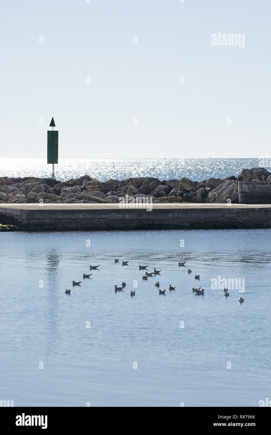 Winter Möwen auf ruhigen blauen Wasser vor Pier mit maritimen Einlass unterzeichnen und Horizont in Palma de Mallorca, Spanien. Stockfoto