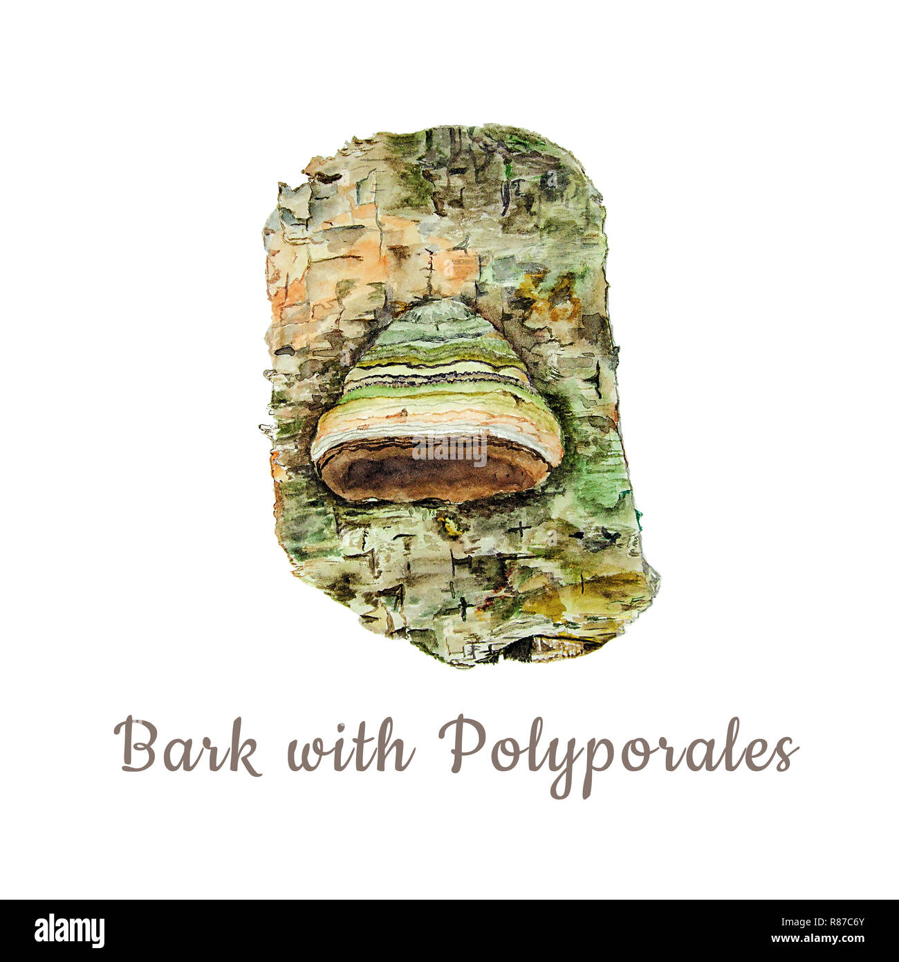 Botanische aquarell Abbildung: Rinde und Pilz polyporales auf weißem Hintergrund. Könnte als Dekoration für Web Design, polygraphie oder Text verwendet werden. Stockfoto