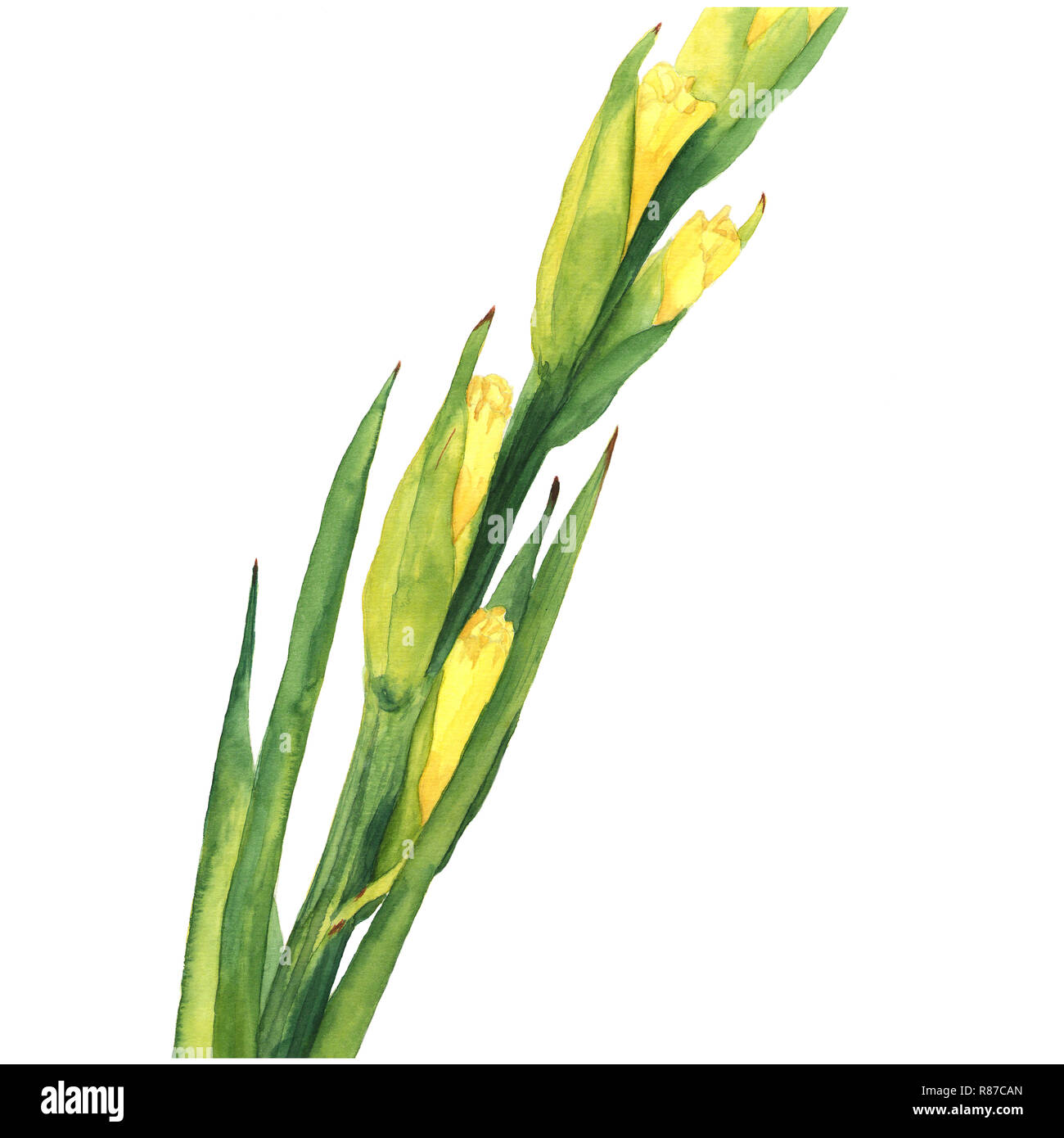 Gladiole zeichnung Fotos und Bildmaterial in hoher Auflösung Alamy
