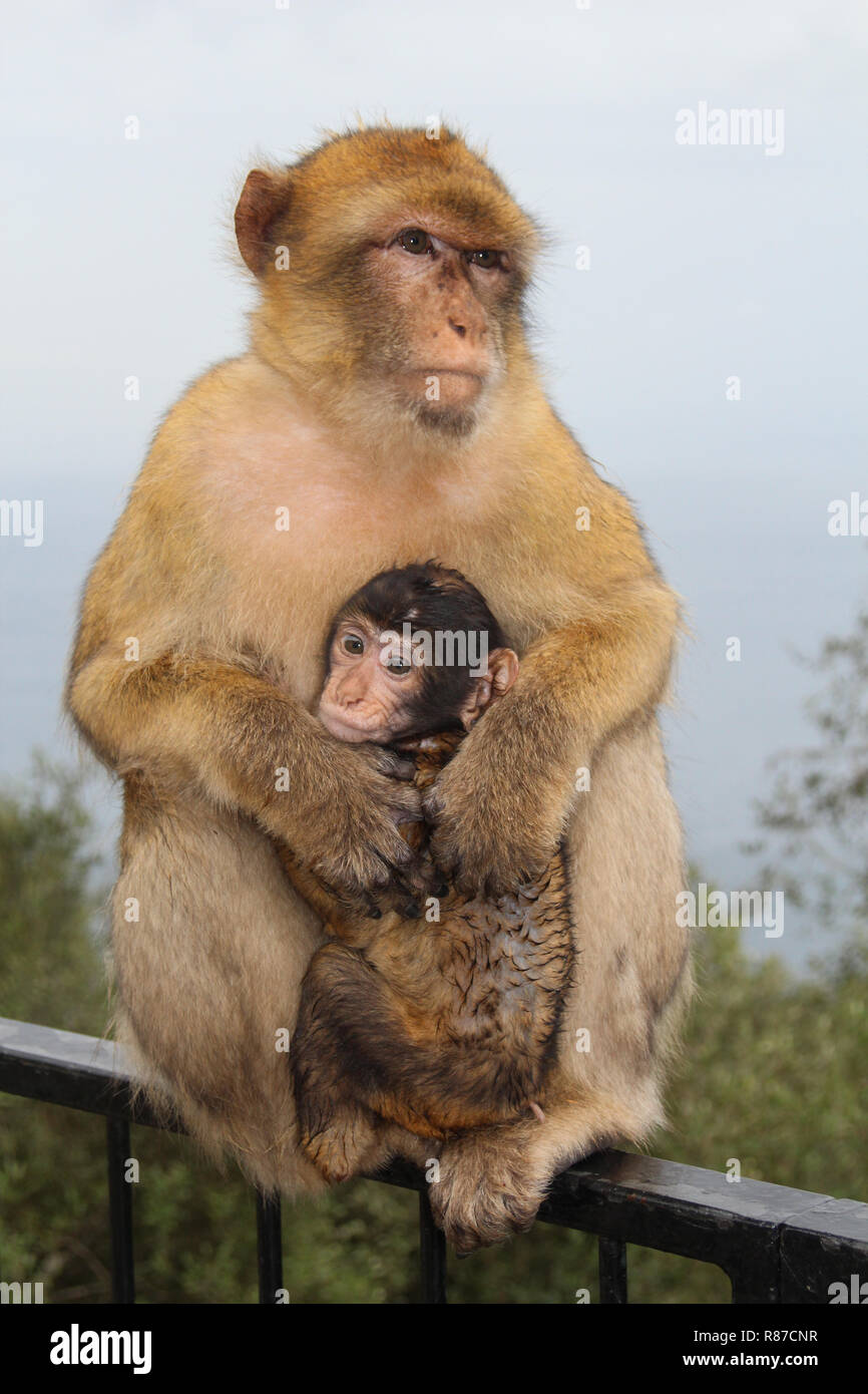 Eine wilde Barbary macaque mit seiner Jungen, auf den Felsen von Gibraltar. Stockfoto